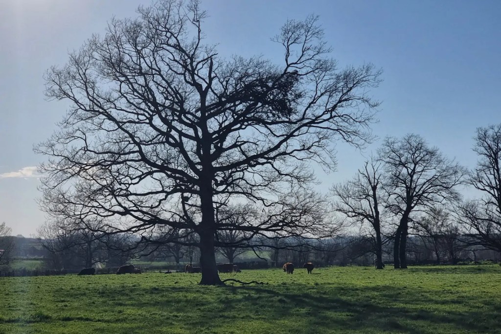 Paysage savignacois, mars 2026, photographie de Dominique Clergue