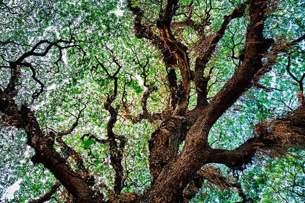 Les fractales sont omniprésentes dans la nature