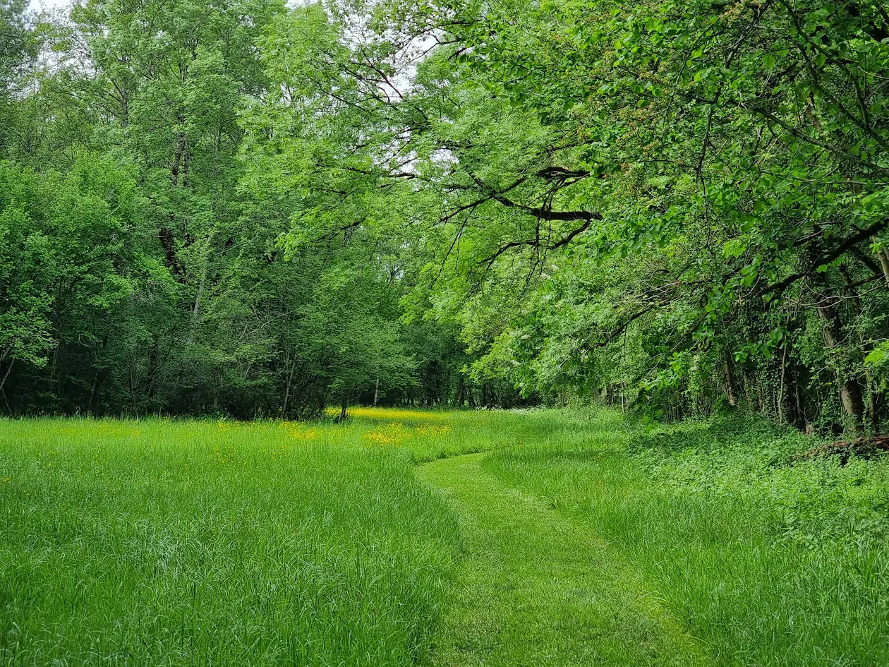 Bois de l'Abbaye de Beaulieu-en-Rouergue en mai 2026, photographie de Dominique Clergue