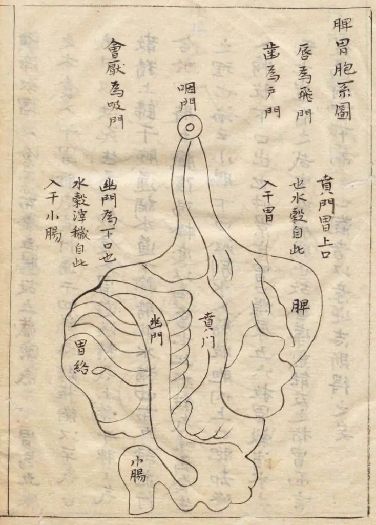 Illustration du système rate-estomac, Wang Haogu