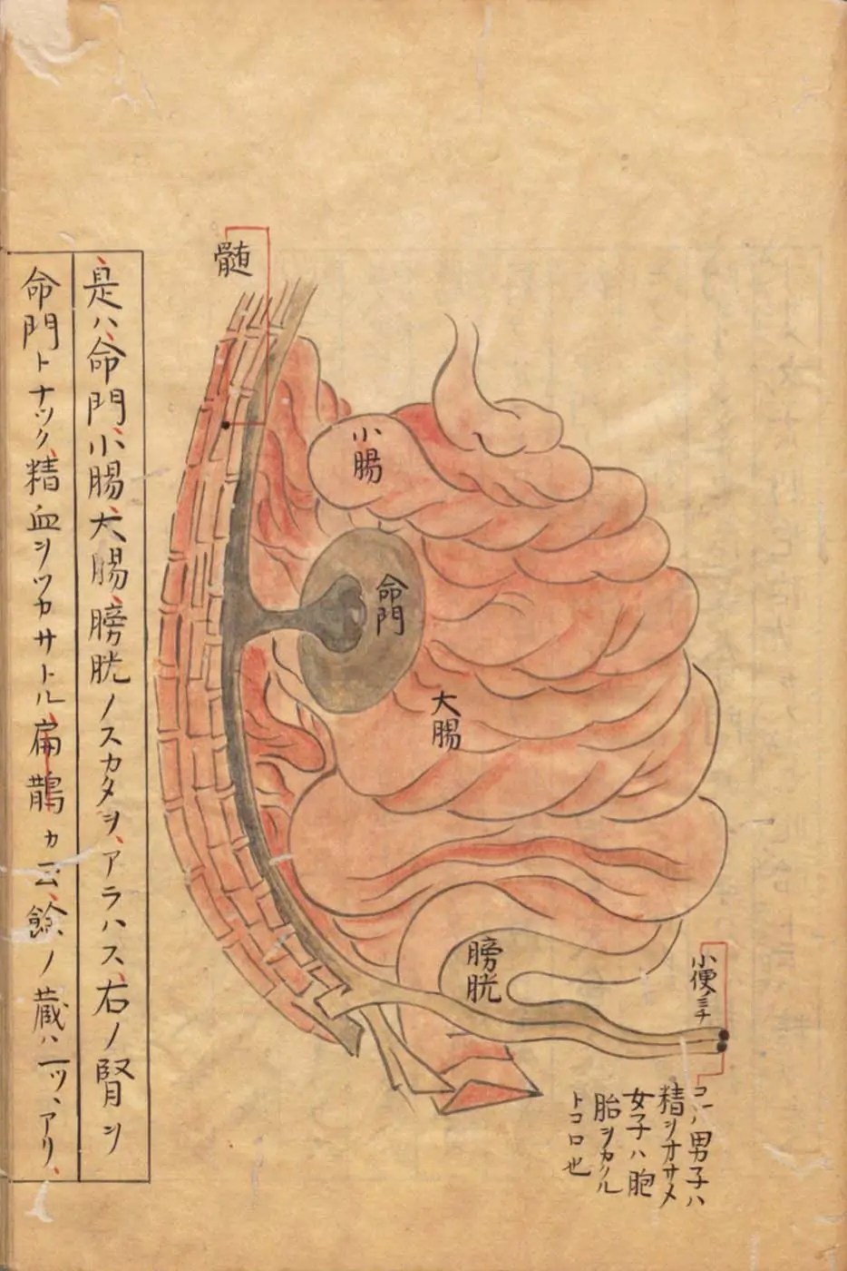 Le rein droit comme porte de vie. Kajiwara Shōzen
