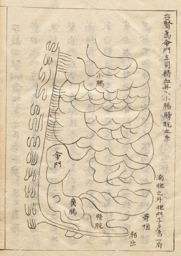 Le rein droit, en tant que porte de la vie, Wang Haogu
