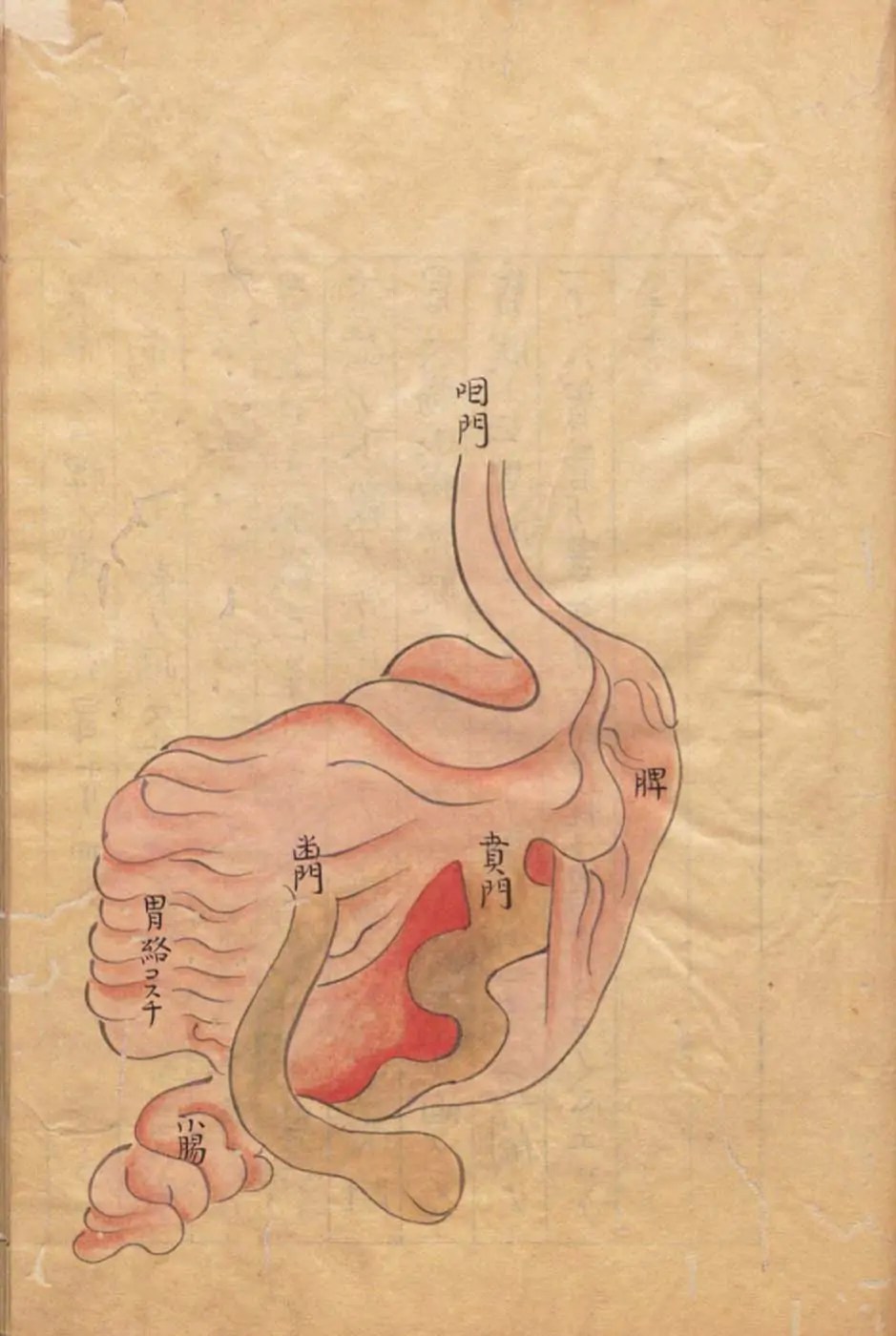 Le système rate-estomac. Kajiwara Shōzen