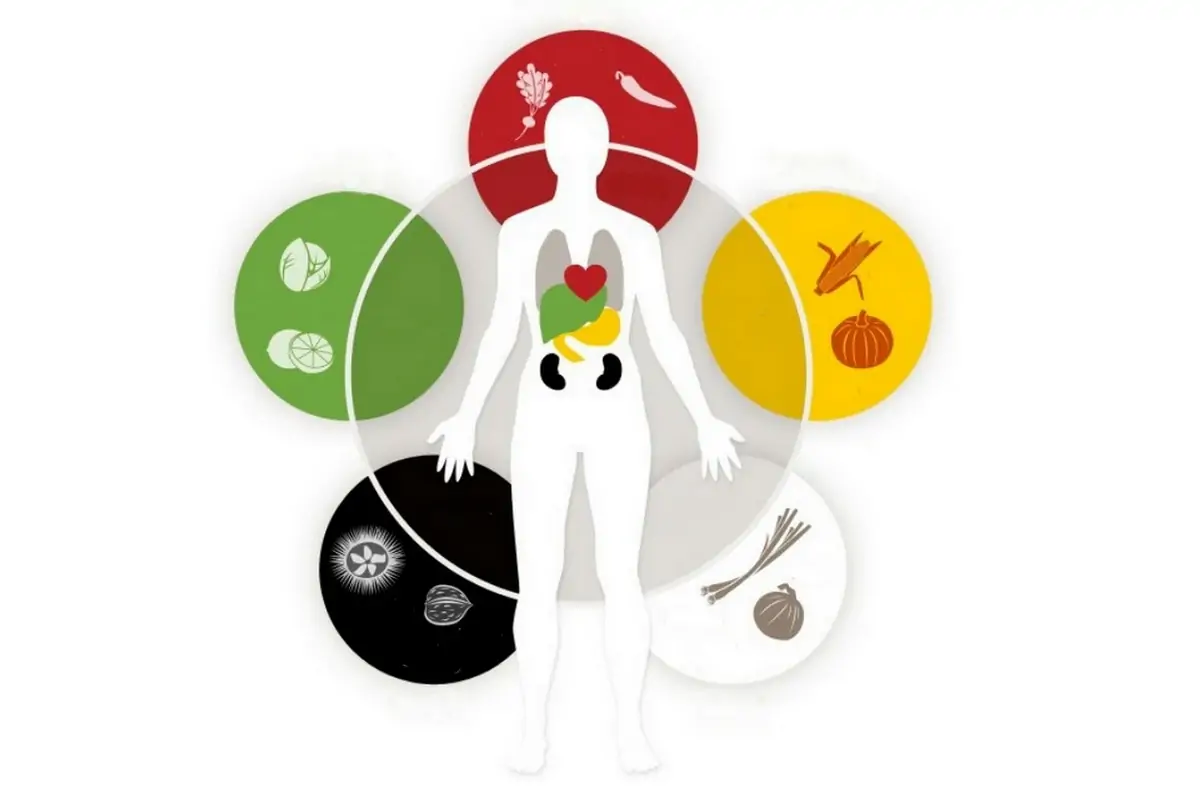 Illustration des cinq organes pleins ou yin