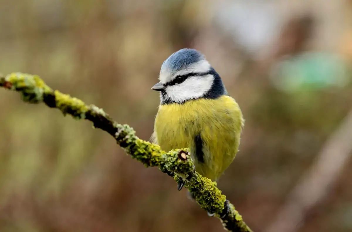 Mésange bleue (Cyanistes caeruleus) © F. Croset - LPO