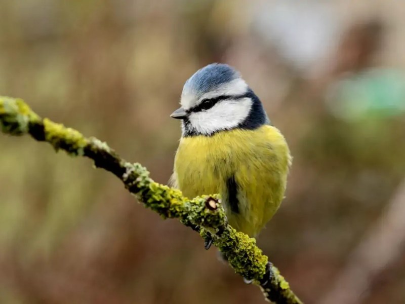 Être à l&rsquo;écoute des&nbsp;oiseaux