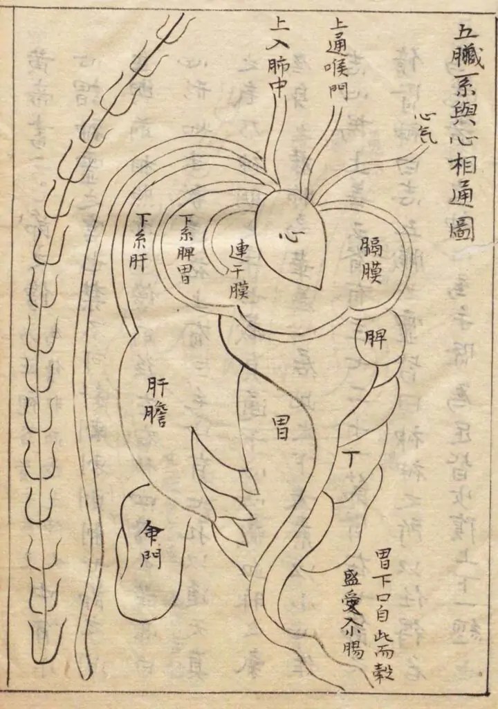 Schéma illustrant le lien entre les cinq organes internes et le cœur, Wang Haogu