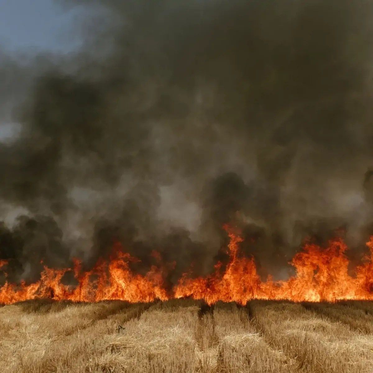 Un incendie fait rage à travers un champ de blé dans l’Etat de Madhya Pradesh, en Inde.