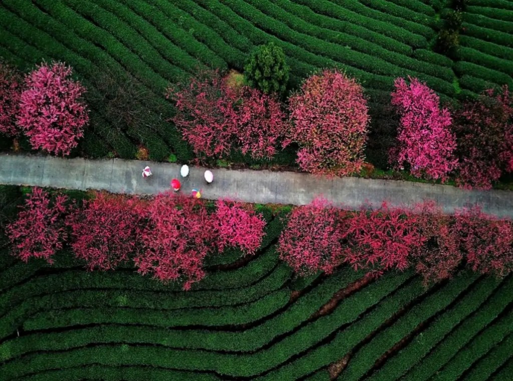 Vue aérienne des fleurs de cerisier dans un jardin de thé de la ville de Zhangping, dans la province du Fujian, au sud-est de la Chine.
