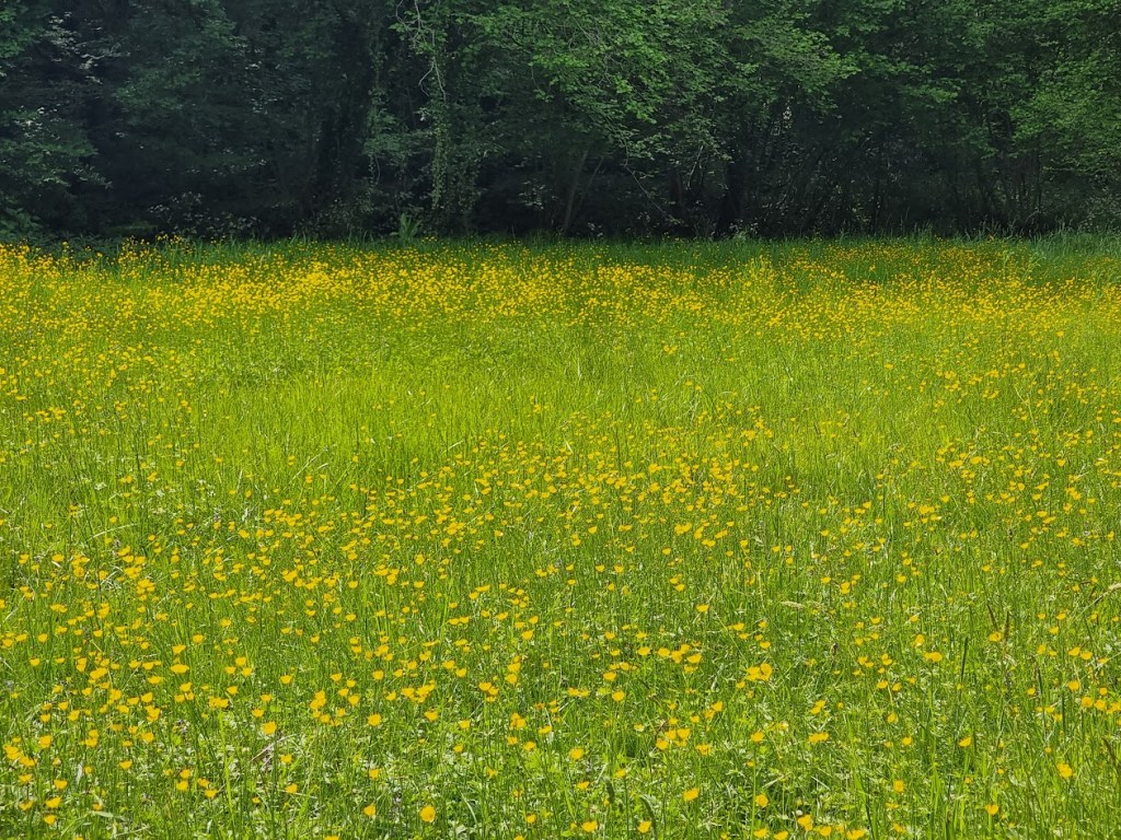 Bois de l'Abbaye de Beaulieu-en-Rouergue en mai 2026, photographie de Dominique Clergue