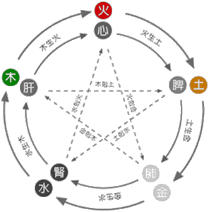 Diagramme des relations des cinq organes