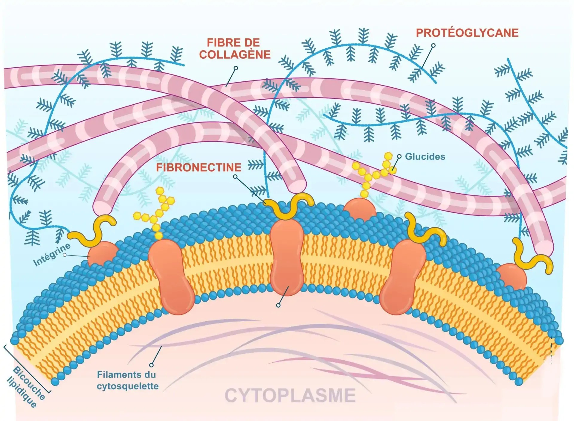 Illustration de la matrice extracellulaire