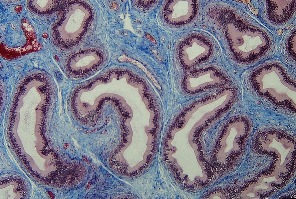 Section de l'épididyme. Le tissu conjonctif, en bleu, soutenant l'épithélium, en violet.