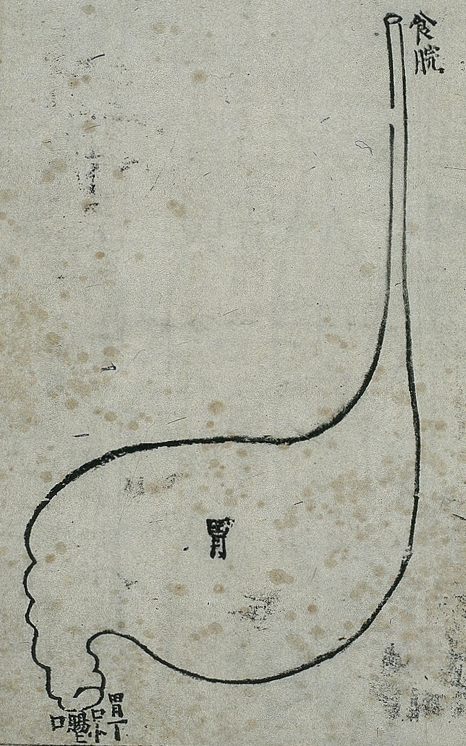 Anatomie de l'estomac dans la médecine chinoise ancienne, gravure sur bois, 1537