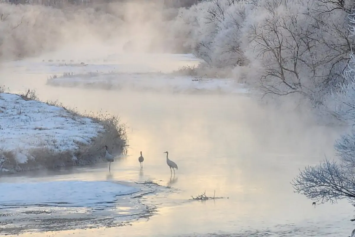 Grues à couronne rouge, en hiver, au pont d'Otowa