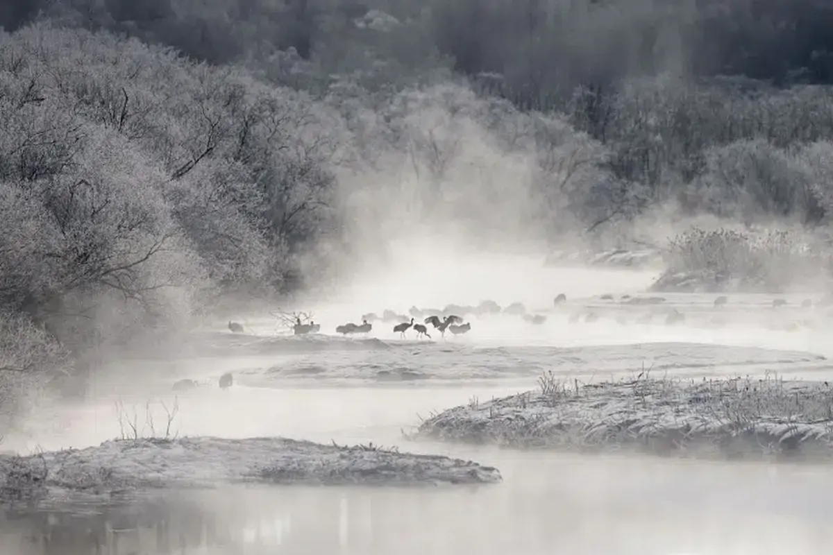 Grues du Japon, Hokkaido, photographie d'Alex Yazlovsky