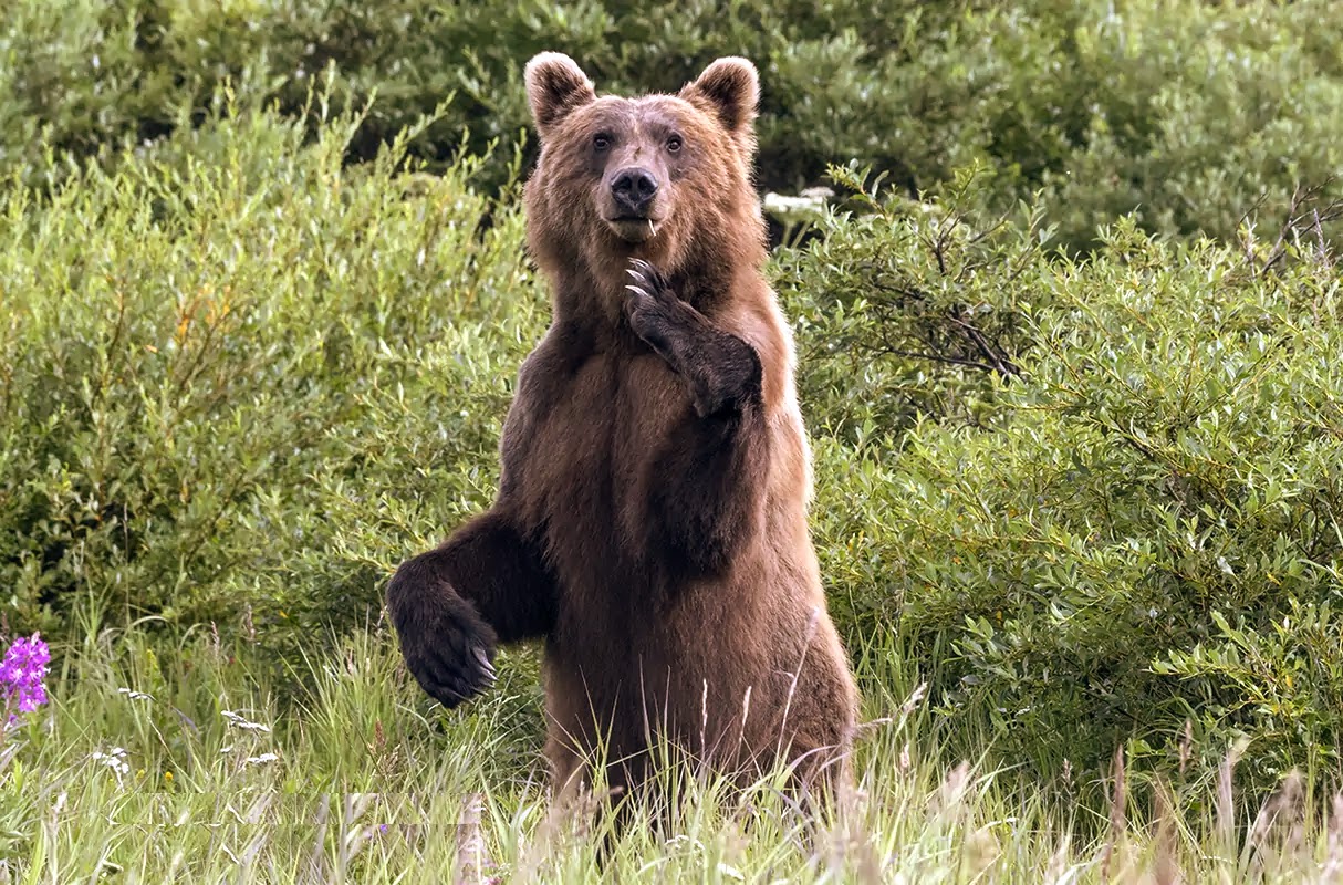 Ours brun debout, rivière McNeil, Alaska, Tom Walker
