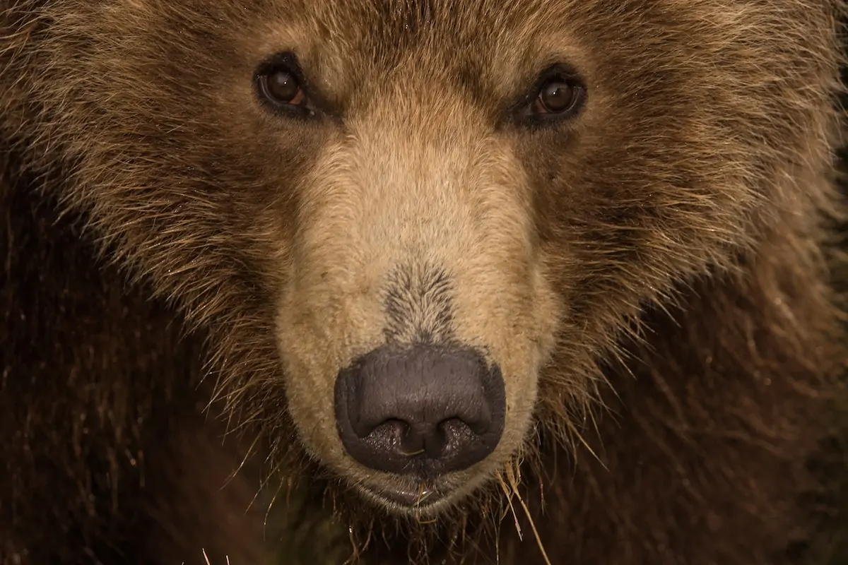 Ours brun, photographie de Sergey Gorshkov