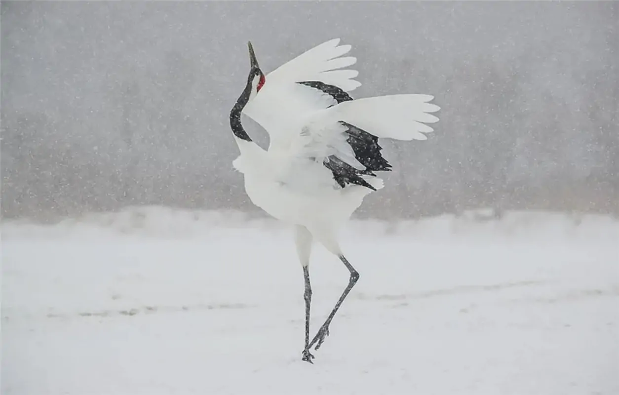 Une grue à couronne rouge dans la neige à Hokkaido - Xiao Ge