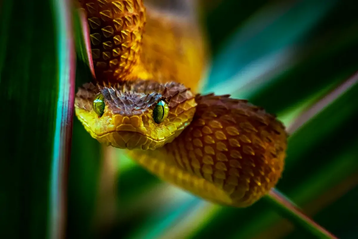 Serpent, photographie de Ben Simon Rehn